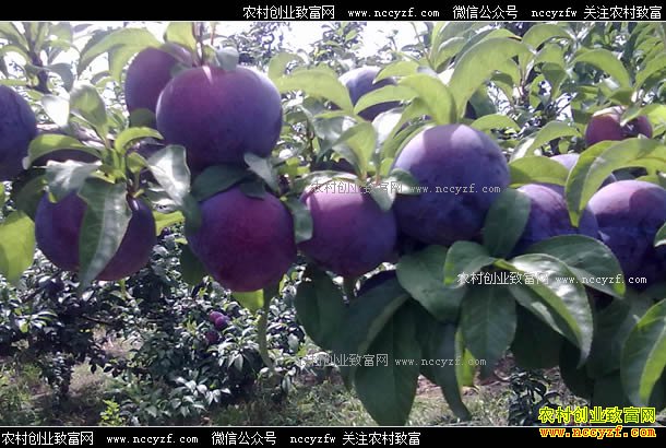 �Ĵ�üɽ������������ֲ�¸���