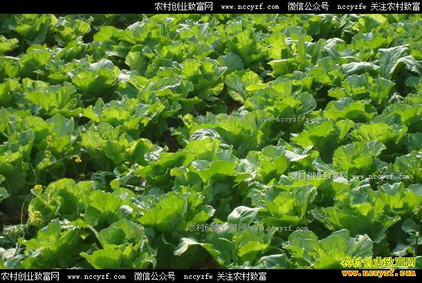 �����߲��г�����������°����߲˼۸�Ԥ��