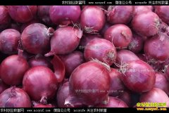 ��м۸��½� ����ʦ������������ϧ��