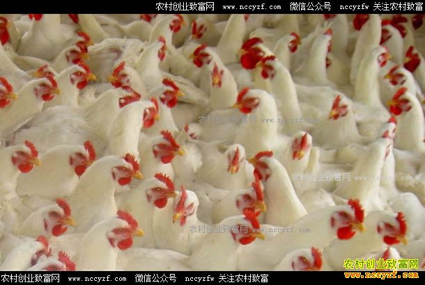 肉鸡价格预测:存栏量下滑,肉鸡9月或迎来行情拐点