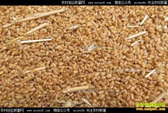 ����С��۸����飺С��۸��ٶȽ�������ͨ��