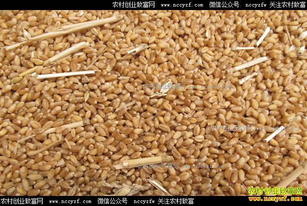 下半年小麦价格预测:新麦质量较好 价格高开高走