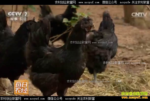 [ÿ��ũ��]�Ĵ������츣˳ɽ����������Ч��ǧ��Ԫ