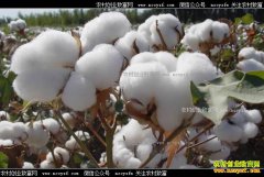 2017���޻��۸�����Ԥ�⣺��ֲ��������޻��۸񽫱����ȶ�