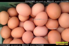 专家预测鸡蛋价格:鸡蛋价格触底反弹 未来蛋价仍上涨