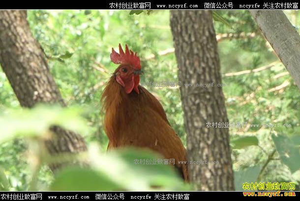 [�¸���]ɽ����ׯ������������������ǧ��Ƹ�