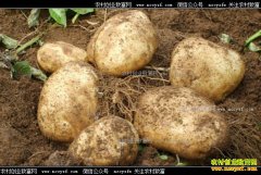 2017�������۸�Ԥ�⣺�����۸������� �벻�˿�����