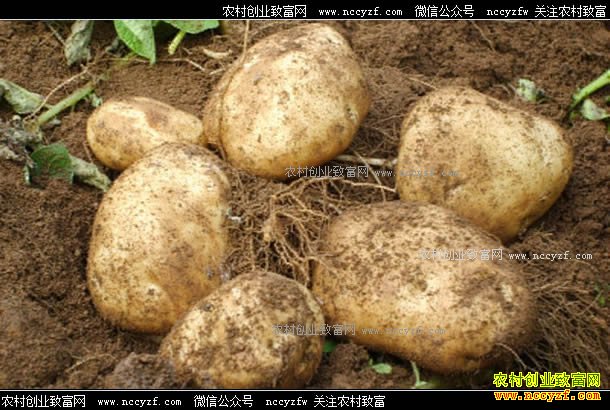 2017�������۸�Ԥ�⣺�����۸������� �벻�˿�����