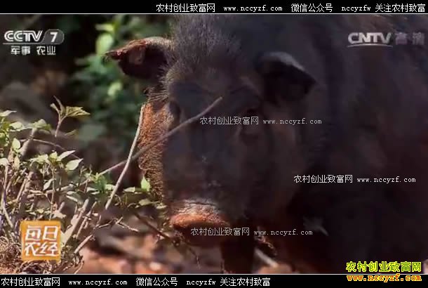 ÿ��ũ������˫����С������ֳЧ���