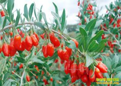 ��轴�������� ר��Ԥ����轼۸��������