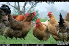 ���շ��������������600��ֻɢ��������Ѱ����