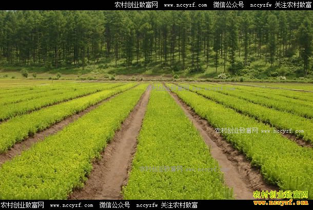 ������ľ����Ԥ�����ľ��ҵ��չ����