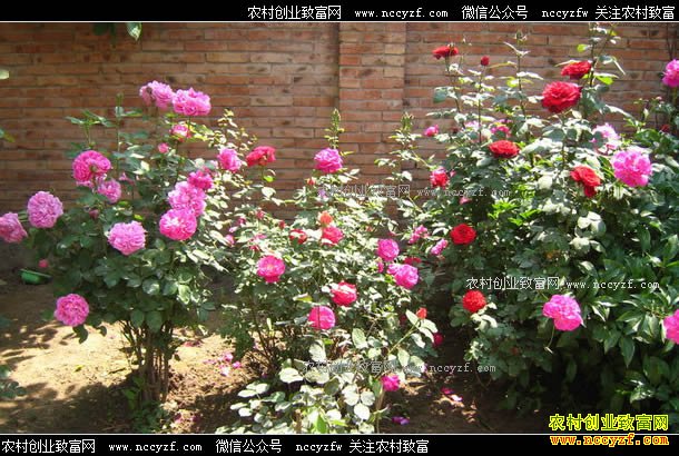 ����ͨ��������ͥԺ�ֻ���������Ԫ