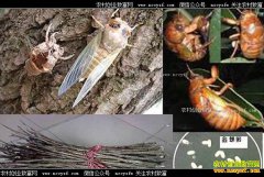 ������������������˹�����������ɻ��ʶ��٣�