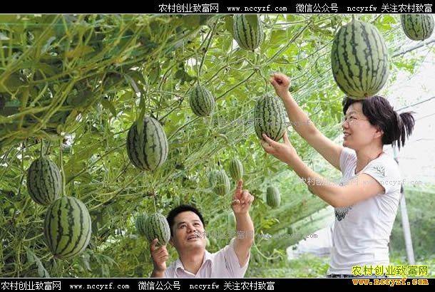 ɽ������������������ֲ��������Ч���