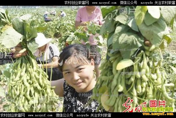 ɽ�����������ڡ��κ췼���޼��������߲�Ч���