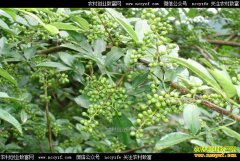 �Ĵ������У���ֲ��Ҷ�໨�����������¸�·