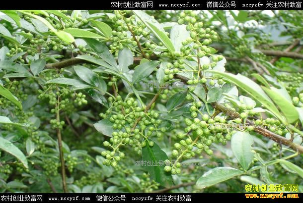 �Ĵ������У���ֲ��Ҷ�໨�����������¸�·