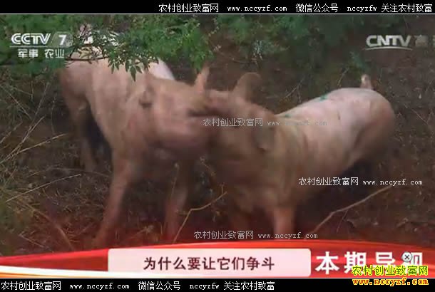 [�Ƽ�Է]�������������� ������Сʯͷ