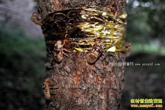 ������ɽ���ڰ��ٹ�԰��ֳ���ÿ���ۼ�60Ԫ