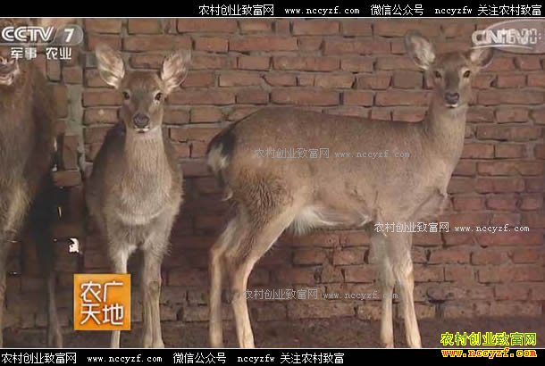 [ũ�����]������Ĳ��������ֳ÷��¹�����е�