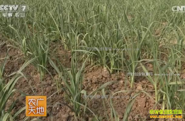 [ũ�����]�����Ʒ��-˫ζ����ֲ������Ƶ