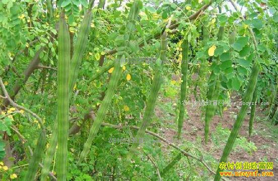 �����߲���ľ��ֲǰ������