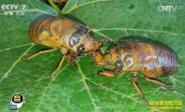 [ÿ��ũ��]ɽ�����ţ���������Ľ��������׬��Ǯ