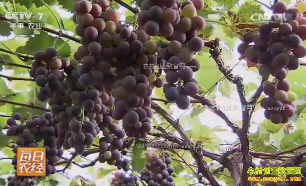 [ÿ��ũ��]���ܴ�������԰��Ϊ�İ� 20170808