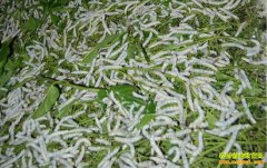 ��������ũ������ȫ����ֽ15���������Ԫ