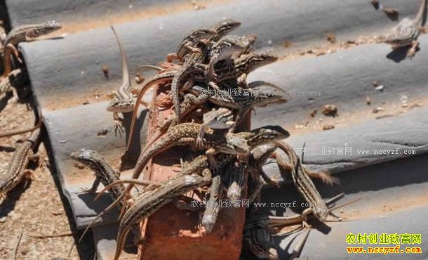 ũ����أ��ӱ������������ֳ�����洴���Ƹ�