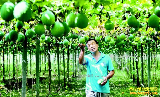 ������ɽ�����ߴ��������ֲ������ƶ�¸�