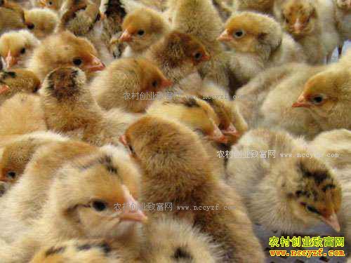 未来鸡苗价格行情预测:鸡苗价格触底反弹