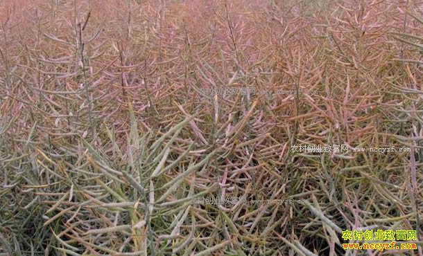 2017���Ͳ��Ѽ۸�һ·�߸�