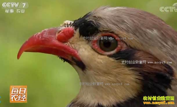 [ÿ��ũ��]ɽ�����ض���������С��ʯ����ռ�г�