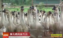 [�Ƽ�Է]ʨͷ��������� ʨͷ����ֳ��Ƶ