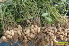 ɽ������������ֲ������Ԫ��Ӫ�������