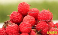 [�¸���]�������Ż�Զ����ֲ�ӹ����ƽ�ˮ������ݮ��ҵ�¸�