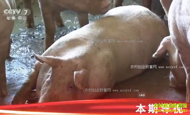 [�Ƽ�Է]�㽭��ˮ��Сƽ����Ϊʲô����ס����