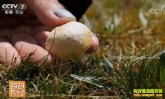 [ÿ��ũ��]�ຣ������ѩ���ԭ�ϵĻƹ��Ƹ�