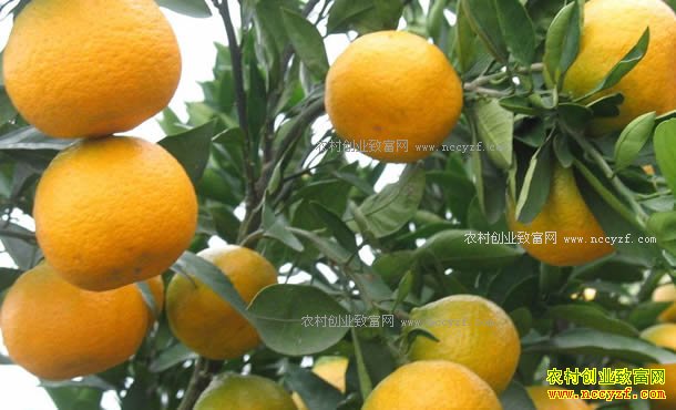 ������������ 2017����Ӽ۸�����Ԥ��