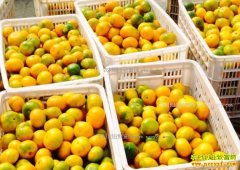 ������������ 2017����Ӽ۸�����Ԥ��