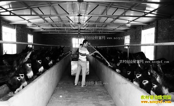 �������أ���ɫ��ֳ����ũ������