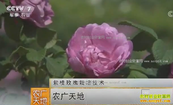 [ũ�����]��֦õ�����༼�� 20170904