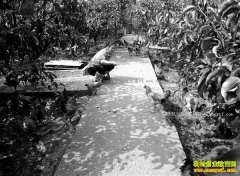 �����ϴ�����ƽ������������Ч���