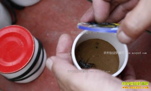 ɽ����������������񺣻ؼ�׽��һСʱ׬��ǧԪ