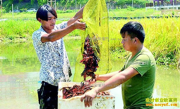 �Ĵ�������ǰ��壺������ֳС��Ϻ��ũ���¸�����Ŀ