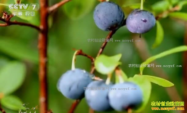 [ÿ��ũ��]��С��Ѱ�ġ���ɫ���顱׬��Ǯ