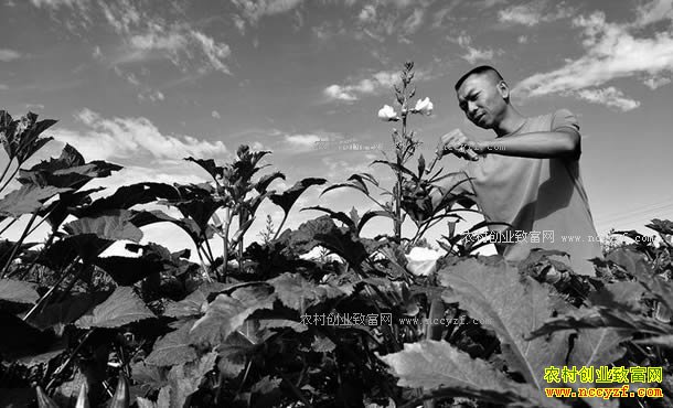 ���ɹŰ����׶�����ɫ��ֲ������׼��ƶ