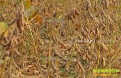 2017����ֲ�󶹲���ʲôʱ�򷢷ţ�